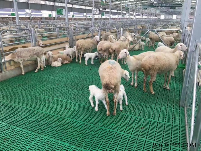 漏粪板模具 猪用产床限位栏 水泥板羊床塑料漏粪地板图3